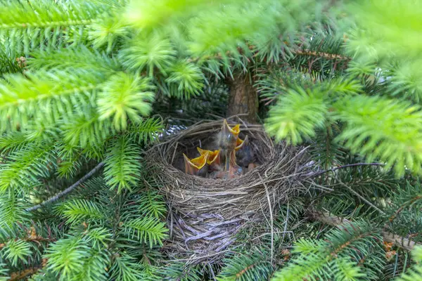Aves bebé en el nido con la boca abierta. Turdus pilaris. El nido del pájaro gato en la naturaleza. Un filtro verde . — Foto de Stock