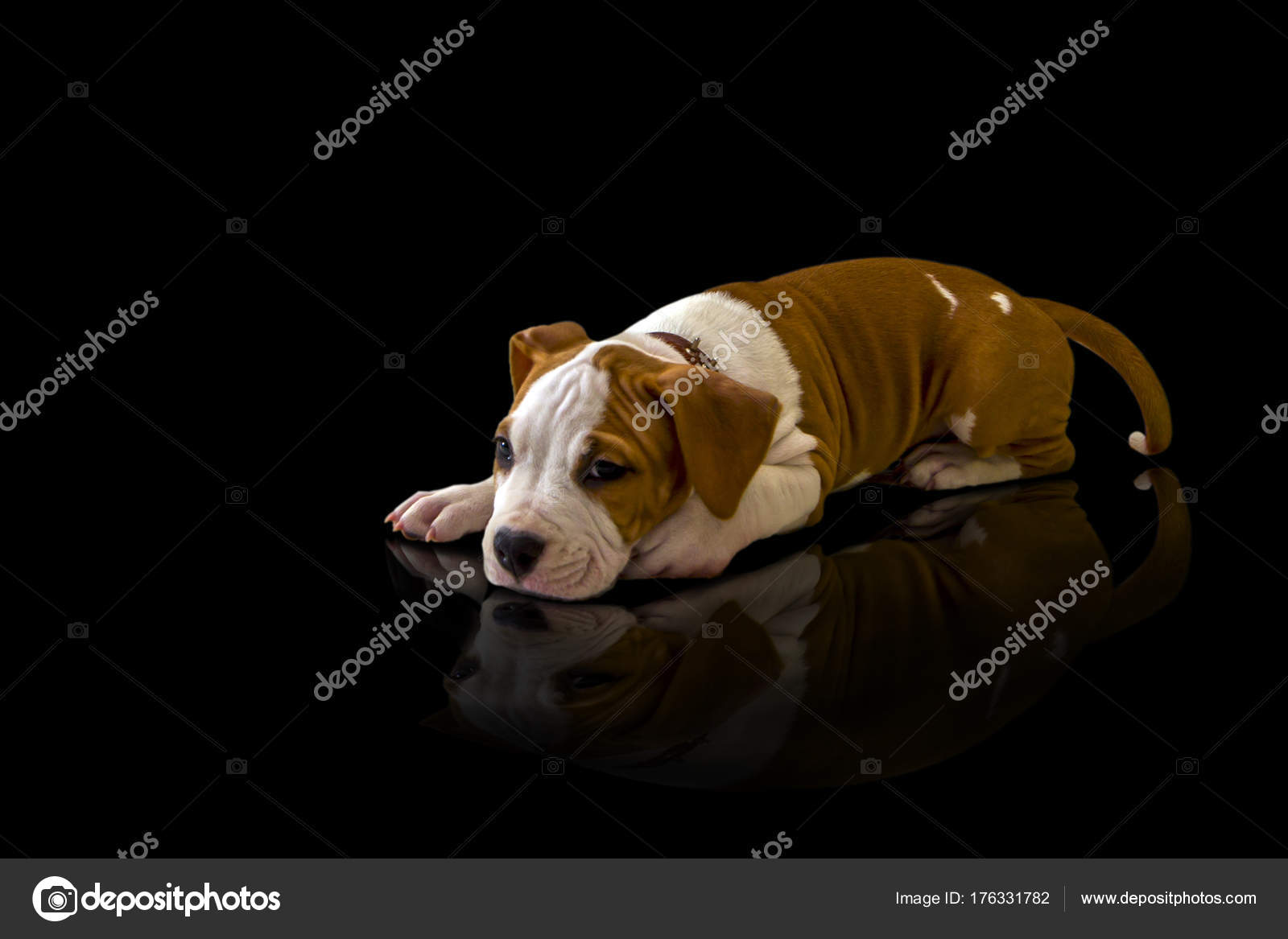 Chien Marron Blanc Est Isolé Sur Fond Noir Jolie Chiot