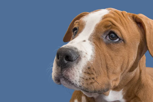 Retrato Cão Para Espaço Cópia Uso Banner Raça Cão American — Fotografia de Stock