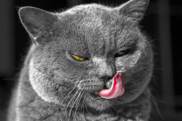 Gri kedi portresi yatıyor ve yıkar. İngiliz mavi stenografi kedi dili yalıyor. Siyah bir arka plan netlik, odak bir forepaw küçük derinliği izole