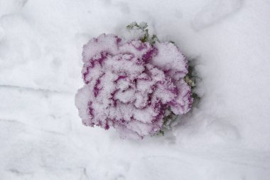 Kışın kar, üstten görünüm altında pembe Lila rengi Brassica Oleracea süs lahana