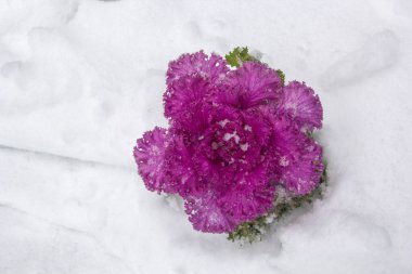 Pembe Lila rengi Brassica Oleracea süs lahana karda, üstten görünüm