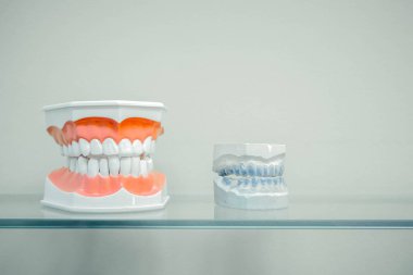 Plastik insan dişleri modelleri ve diş modeli diş (çene yayınları) bir cam raf, ışık renkleri