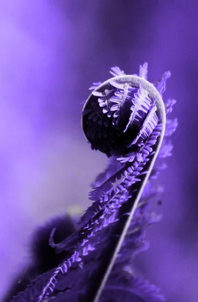 Taze yaprakları eğreltiotu, fern Ultra Violet bulanık arka planda açılıyor. Yılın son moda renk kavramı. Moda makro fotoğraf.