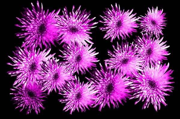 Floral pattern luminous blossom flowers asters, chrysanthemums in pink color, trend of the year 2018 (Sparkling Grape 19-3336) on a black  background. Artistic photo collage for floral print.