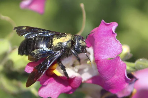 Трудолюбивая Пчела Питается Ярко Розовым Гладиолусом Цветком Орхидеи Саду Мягком — стоковое фото