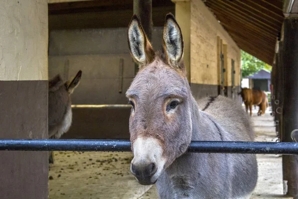 Portrait of a head of a donkey standing in a stall — Stock Photo, Image