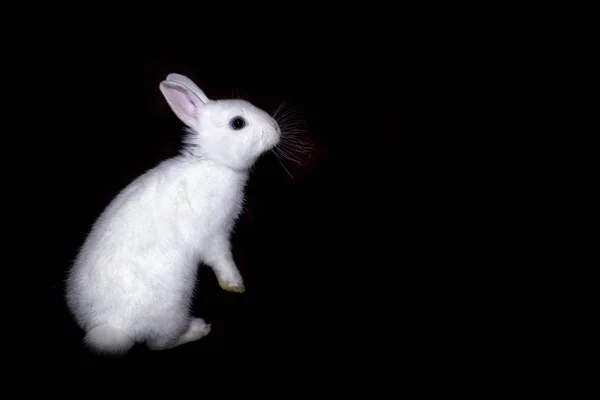 Little White Rabbit Bunny Sits Hind Legs Black Background Side Royalty Free Stock Photos