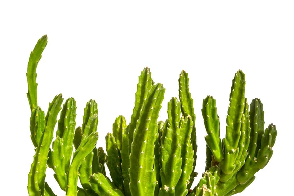 Stapelia Leendertziae 肉质植物 绿色肉质茎 在白色背景下分离 — 图库照片