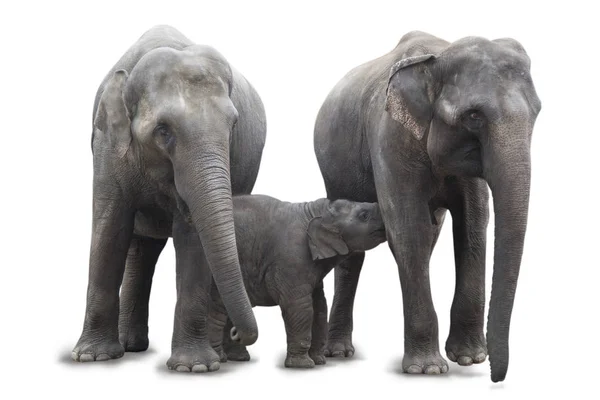 非洲大象小组 母亲哺养婴孩大象小腿和另一只大象从他的家庭保护或关闭它 被隔绝在白色背景下 — 图库照片