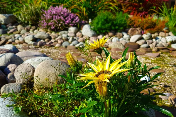 Vakkert Landskap Med Vakre Planter Blomster Tørr Bekk Bekken Hagen – stockfoto