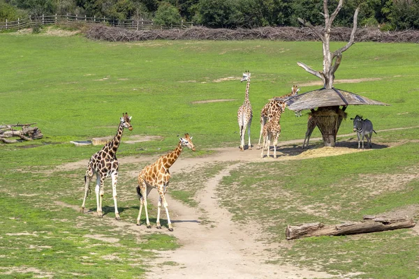 Girafas Zebras Caminham Prado Verde Comem Grama Animais Estado Selvagem — Fotografia de Stock