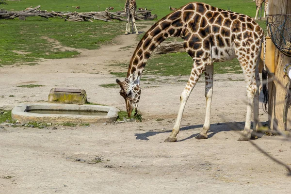 Girafas Zebras Caminham Prado Verde Comem Grama Animais Estado Selvagem — Fotografia de Stock