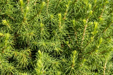 Noel ağacı dallarının dokusu, Xmas yeşil çam ağacı çerçevesi. Doğa Yeni Yıl Konsepti.