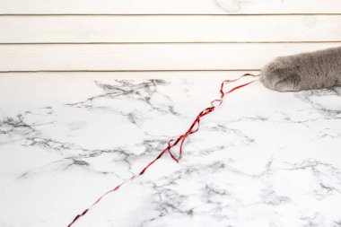 Gri kedi pençesi yılbaşı süsleriyle oynuyor. Evcil hayvan dostu Noel mücevherlerini kabul et.