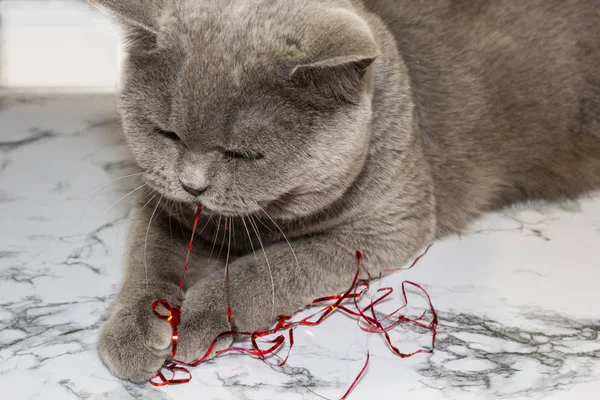 Gri kedi yılbaşı süslemeleri ve süslemeleriyle oynar. Noel mücevherleri tehlikeli hayvanlarla dost..