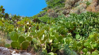 Dağın yamacında güzel kaktüsler yetişiyor, doğal bitki, Budva, Karadağ