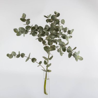 Taze yeşil okaliptüs, beyaz arka planda izole edilmiş cam vazoda dal dalları bırakır.