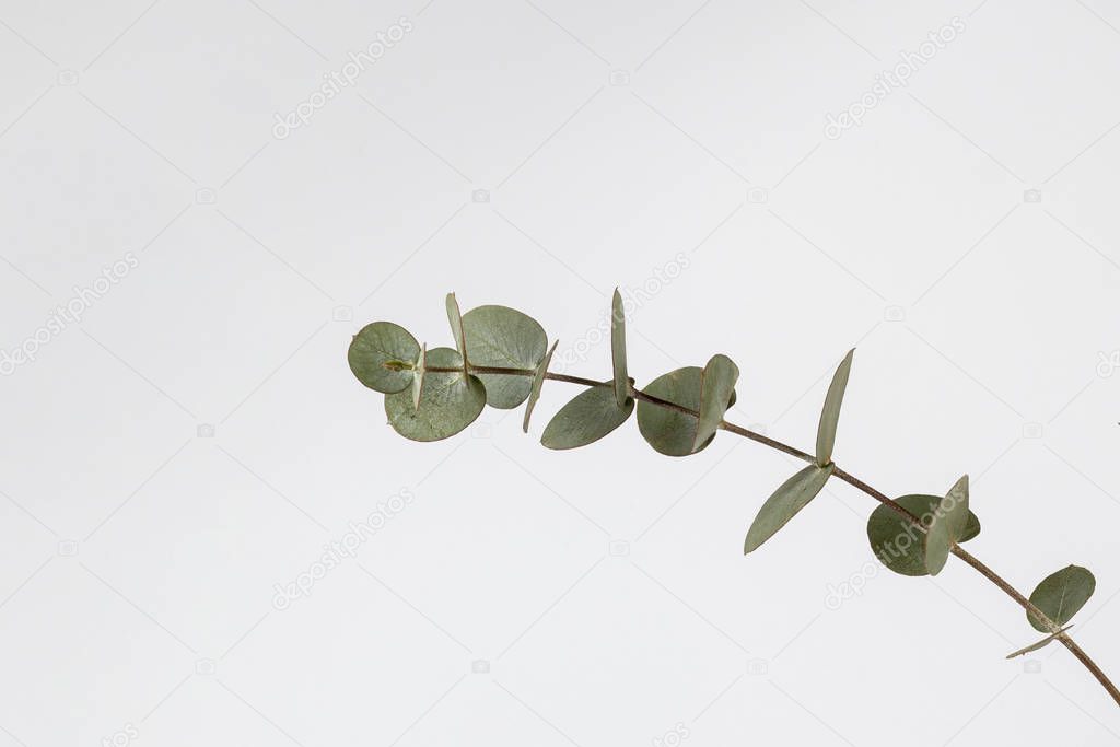 Fresh green eucalyptus leaves branch isolated on white background