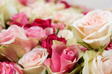 Açık pembe, yumuşak pastel renkte taze doğal güllerin arka planı, seçici odaklanma. Sevgililer günü, doğum günü, düğün kavramı