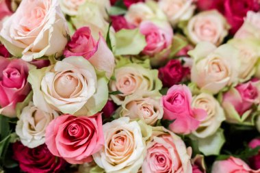 Açık pembe, yumuşak pastel renkte taze doğal güllerin arka planı, seçici odaklanma. Sevgililer günü, doğum günü, düğün kavramı