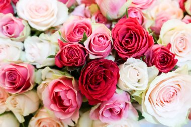 Açık pembe, yumuşak pastel renkte taze doğal güllerin arka planı, seçici odaklanma. Sevgililer günü, doğum günü, düğün kavramı