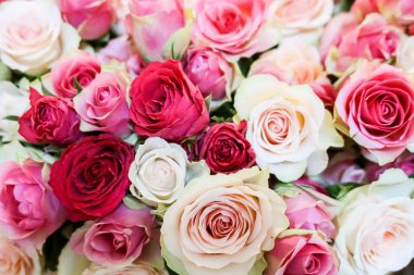 Açık pembe, yumuşak pastel renkte taze doğal güllerin arka planı, seçici odaklanma. Sevgililer günü, doğum günü, düğün kavramı