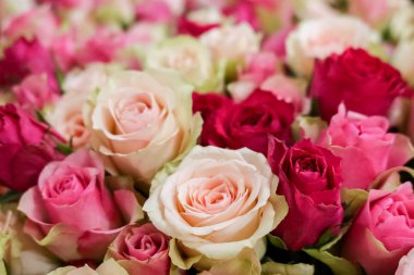 Açık pembe, yumuşak pastel renkte taze doğal güllerin arka planı, seçici odaklanma. Sevgililer günü, doğum günü, düğün kavramı