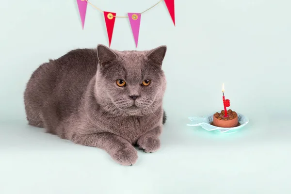 British gray cat blows out candle on cake on light blue background. Birthday Cat Party