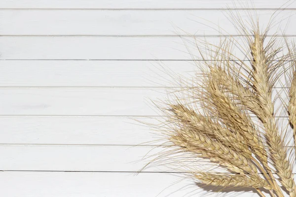 Golden Ears Ripe Rye Dry Yellow Cereals Spikelets White Wooden — 스톡 사진