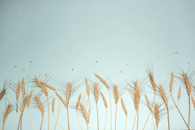 Altın buğday ve çavdar kulakları, açık mavi arka planda sarı mısır gevrekleri, yakın plan, boşluğu kopyala