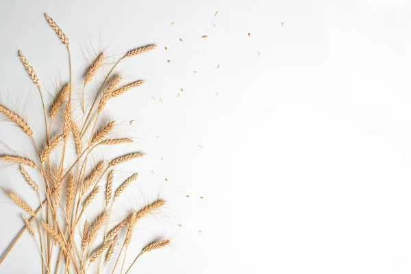 Espigas Doradas Trigo Centeno Espiguillas Secas Cereales Amarillos Sobre Fondo —  Fotos de Stock