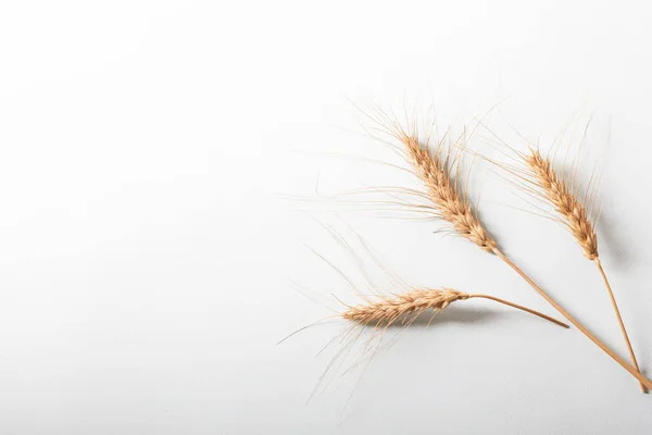 Orecchie Segale Oro Punte Cereali Gialli Secchi Fila Fondo Azzurro — Foto Stock
