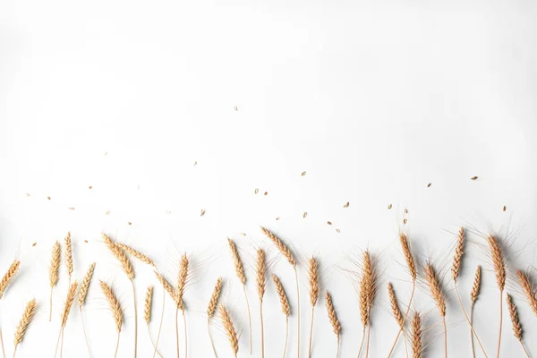Golden Wheat Rye Ears Dry Yellow Cereals Spikelets Row Light — 스톡 사진