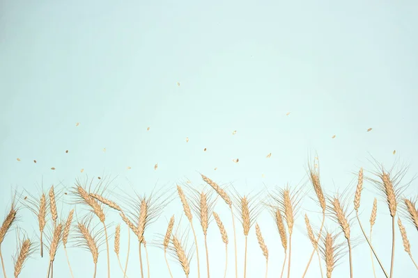 Golden Wheat Rye Ears Dry Yellow Cereals Spikelets Row Light — Stock Photo, Image
