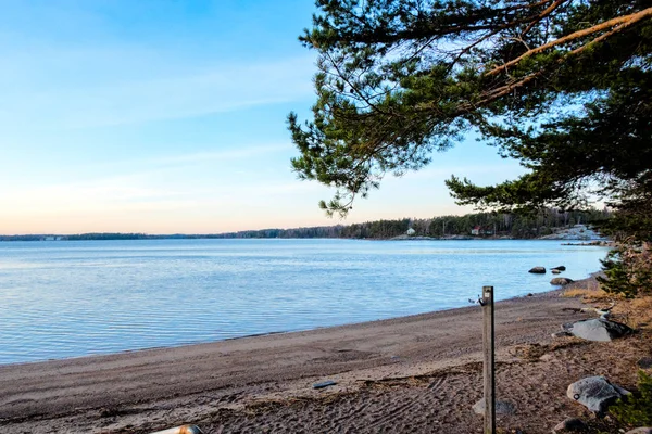 Bosque Pinos Costa Golfo Finlandia Por Mañana Amanecer Finlandia Hermoso — Foto de Stock