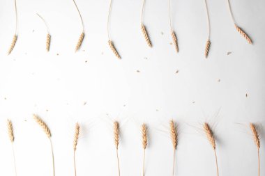 Altın buğday ve çavdar kulakları, açık beyaz arka planda sıralanmış kuru sarı mısır gevrekleri, yakın plan, düz yatak, üst görüş