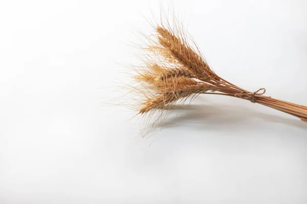 Bunch Golden Rye Ears Dry Yellow Cereals Spikelets Light White — 스톡 사진