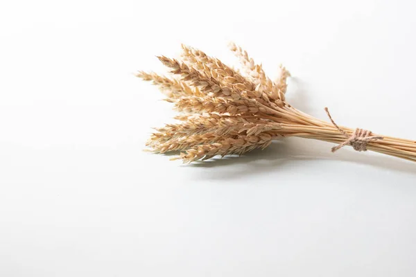 Ramo Espigas Trigo Dorado Espiguillas Cereales Amarillos Secos Sobre Fondo —  Fotos de Stock