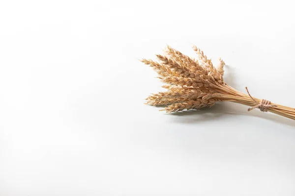 Bunch Golden Wheat Ears Dry Yellow Cereals Spikelets Light White — 스톡 사진