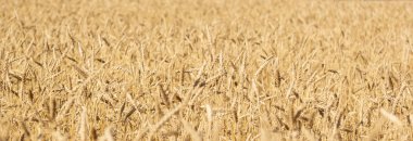 Altın dikenli buğdaylı altın sarı tarla, bayrak, seçici odak