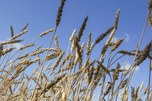 Golden Yellow Spikelets Ripe Wheat Field Blue Sky Background Selective — Stockfoto