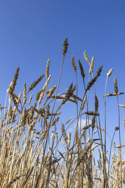 Spikelete Galbene Aurii Grâu Copt Câmp Fundal Albastru Focalizare Selectivă — Fotografie, imagine de stoc