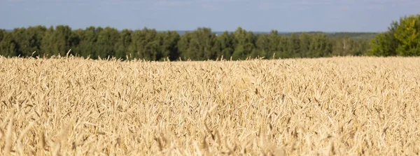 黄金の穂と水平線 選択と集中の林のストリップを熟した小麦の黄色のフィールド — ストック写真