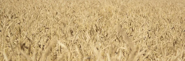 Golden yellow  field of ripe wheat with golden spikelets, banner, selective focus