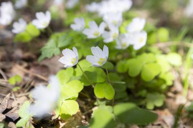 İlkbahar kar damlalarıyla, ormandaki ilk çiçekler sabahın erken saatlerinde gün ışığında..