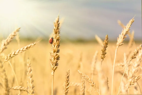 Yellow field of ripe wheat with golden spikelets and strip of fo — ストック写真