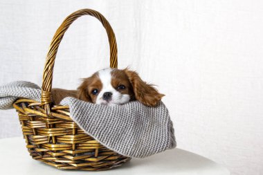Beyaz arka planda sepette oturan şirin köpek yavrusu. Köpek safkan Şövalye Kral Charles Spaniel, yakın plan.