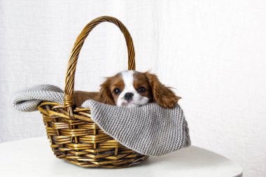 Beyaz arka planda sepette oturan şirin köpek yavrusu. Köpek safkan Şövalye Kral Charles Spaniel, yakın plan.