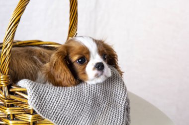 Beyaz arka planda sepette oturan şirin köpek yavrusu. Köpek safkan Şövalye Kral Charles Spaniel, yakın plan.